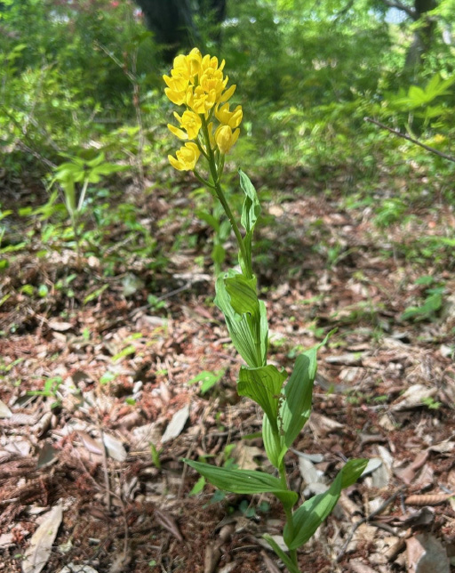 理窓公園での鑑賞の様子（きんらんの開花）