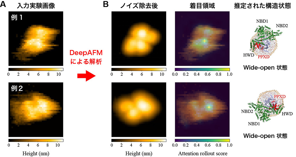 図2.DeepAFMによる入力画像のノイズ除去と膜タンパク質-ナノディスク複合体の構造状態推定。