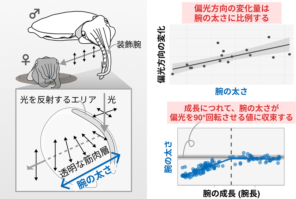 図2：エゾハリイカの求愛ディスプレイ・偏光方向の変化・腕の成長（腕長）