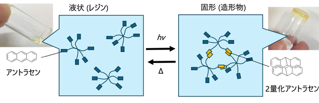 図1. 再利用可能な光造形樹脂として用いた材料の光と熱による硬化と液化の可逆的な変換メカニズムの模式図