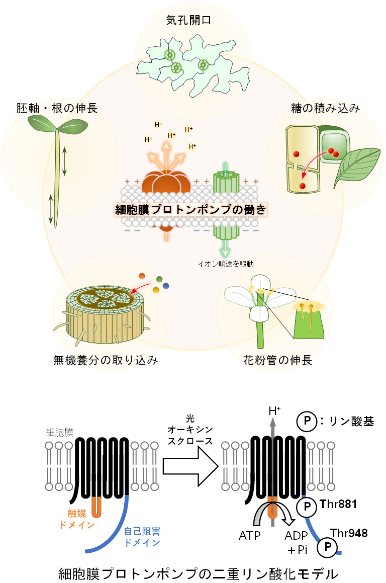 図1：細胞膜プロトンポンプは植物の生命活動のメインエンジンである。
