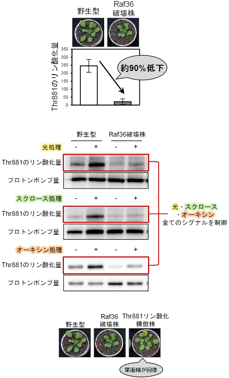 図2：Raf36はThr881のリン酸化を介して植物の生長を制御する