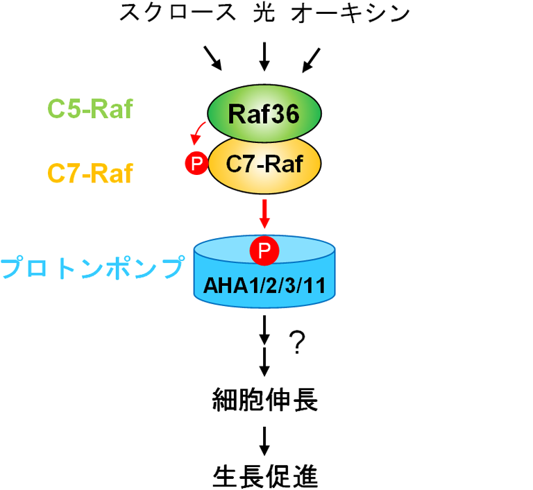 図4：今回の研究で明らかになった細胞膜プロトンポンプの活性化メカニズム