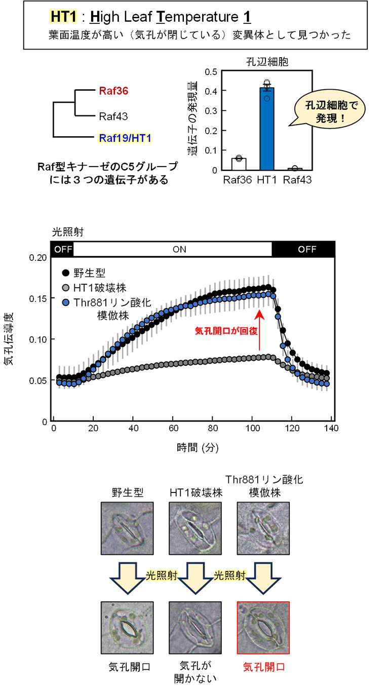 図6：HT1はThr881のリン酸化を介して光誘導性の気孔開口を制御する