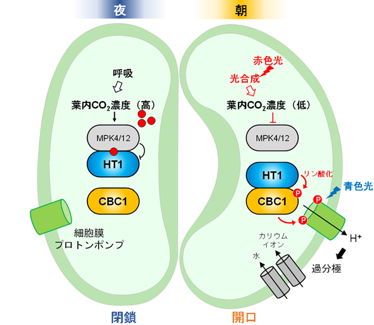 図7：今回の研究で明らかになった光誘導性気孔開口のメカニズム
