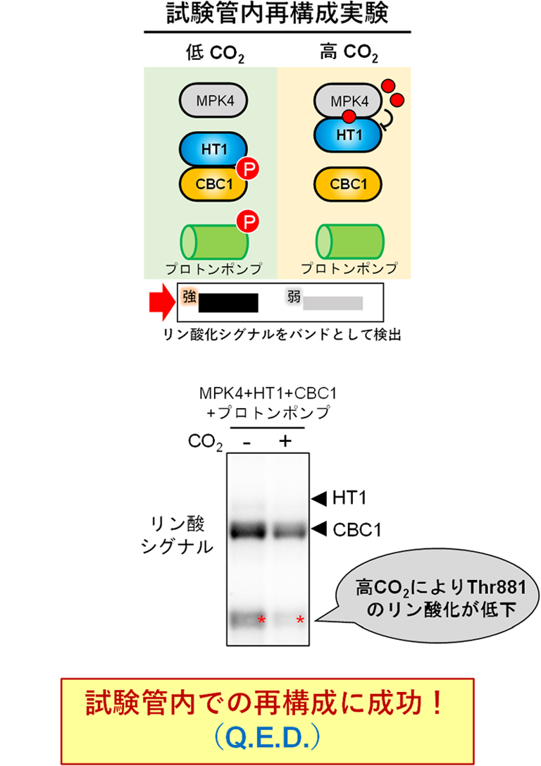 図8：気孔開口経路の試験内再構成