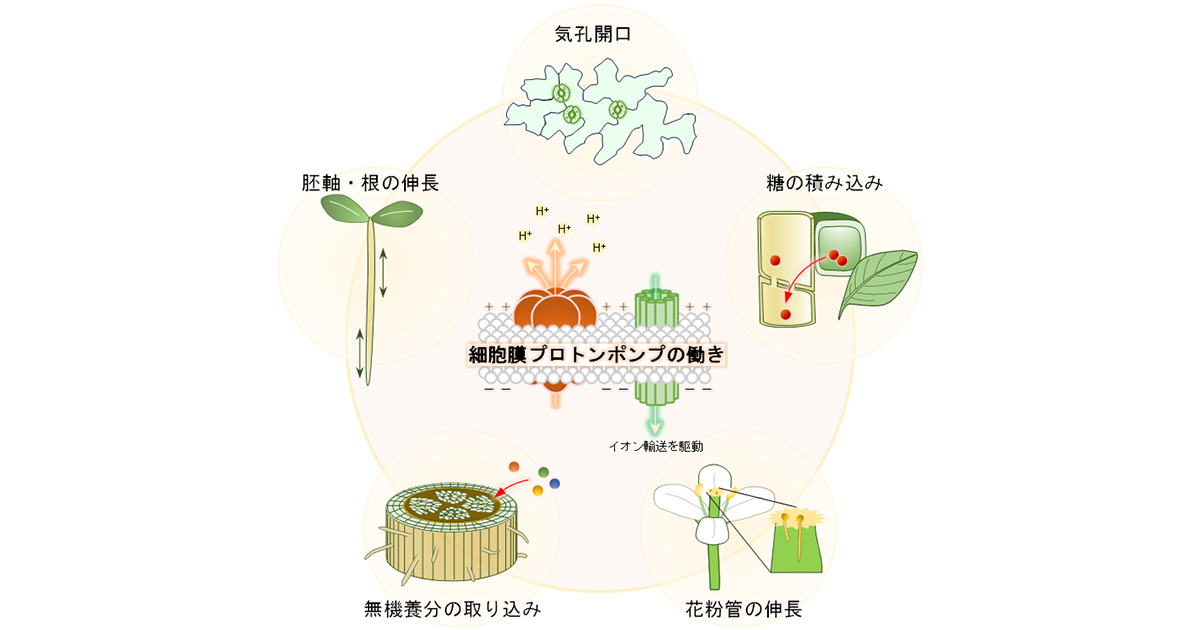 植物の生命活動を支える起動装置を発見― 細胞膜プロトンポンプを直接 