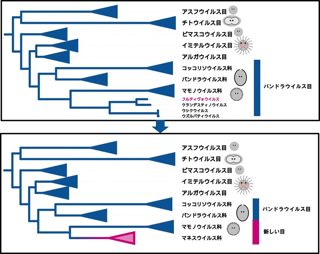 図3. 巨大ウイルス（ヌクレオサイトウイルス門）の系統樹