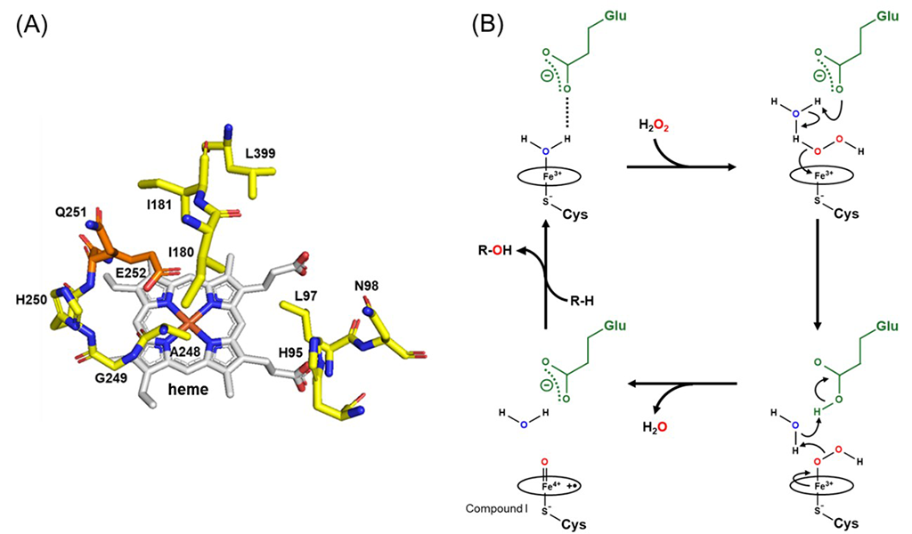 図2. CYP107J1 Glu251Gln/Thr252Gluの活性中心の構造(A)と反応機構(B)。