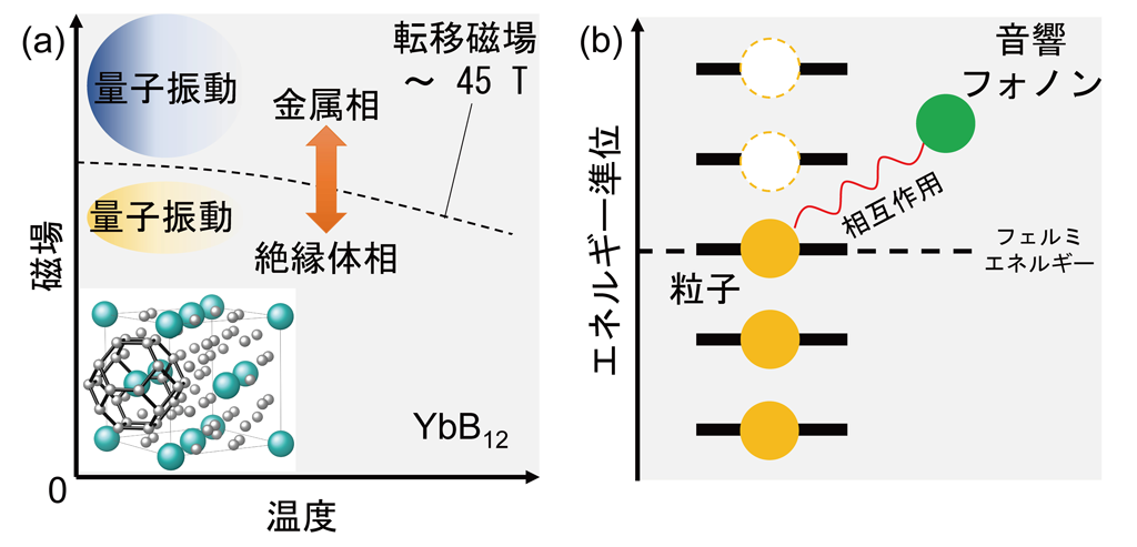 図1  (a) YbB12の結晶構造と相図　(b) フェルミ粒子-音響フォノン相互作用のイメージ図。超音波（音響フォノン）は、フェルミ面近傍の粒子と相互作用する。これにより、量子振動を示す粒子の存在の有無を調べることができる。