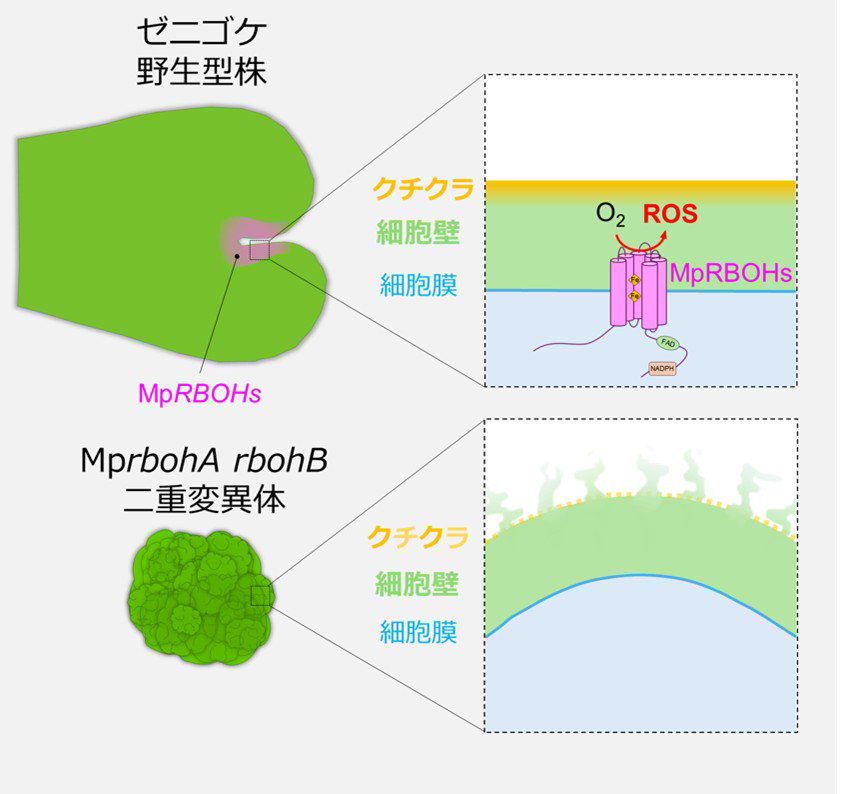 図1. 本研究により明らかになった、ゼニゴケの発生における活性酸素（ROS)生成酵素RBOHの役割。