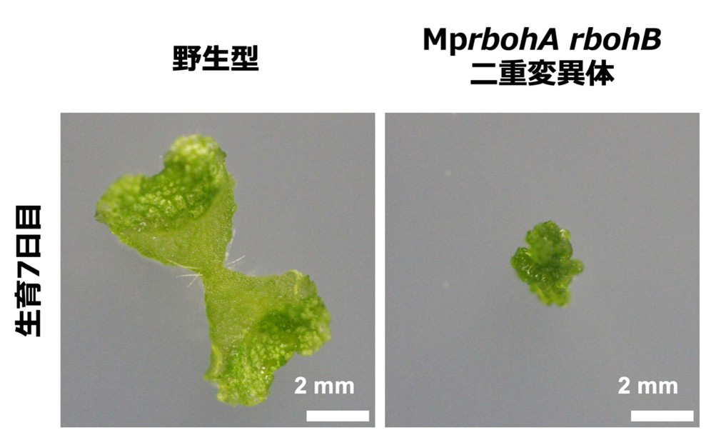 図2. ゼニゴケの野生型株と、2種の活性酸素生成酵素RBOH遺伝子の双方を破壊した変異体の比較。