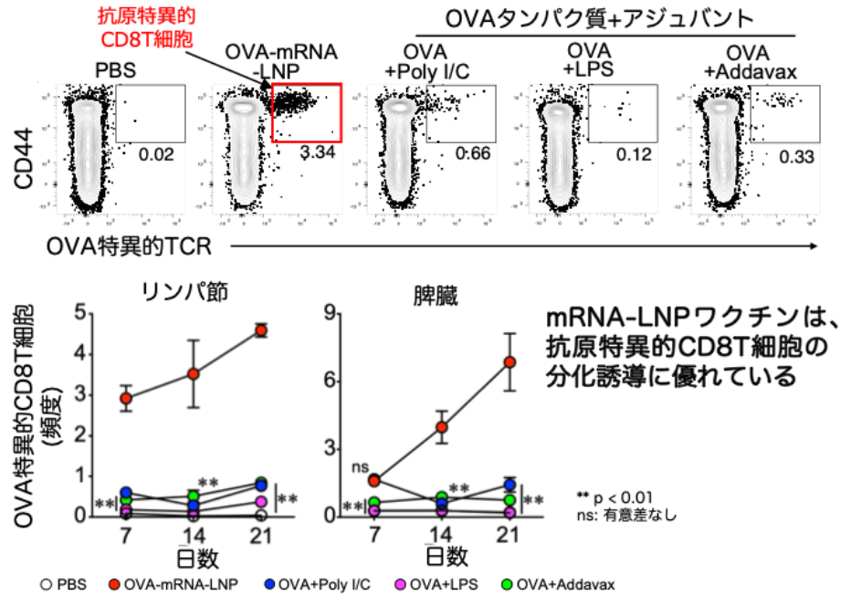 図2：mRNA-LNPワクチンによる抗原特異的CD8T細胞の誘導