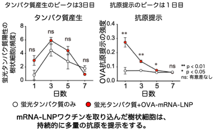 図3：mRNA-LNPワクチンによる抗原提示誘導能の評価