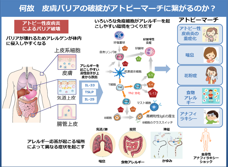  図2. アトピーマーチの概要。