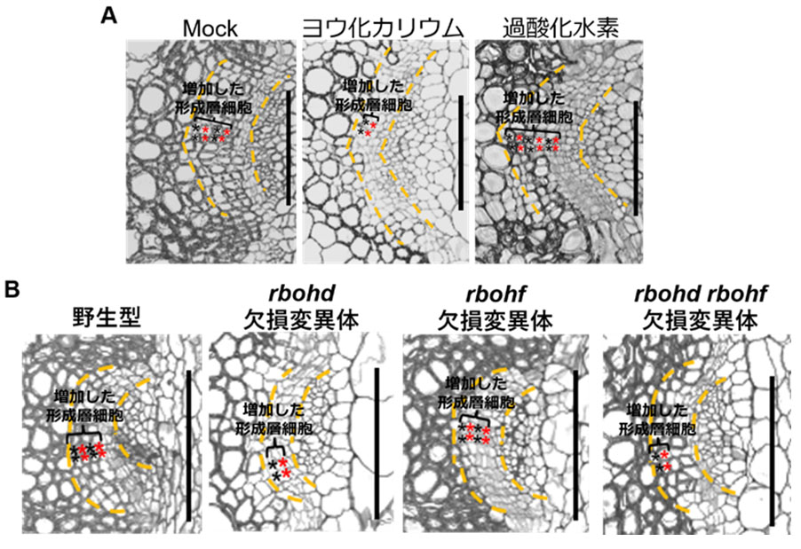 図1. 活性酸素種の除去および、活性酸素種生成酵素RBOHDの欠損により、茎の傷害後の形成層細胞の増加が抑制される