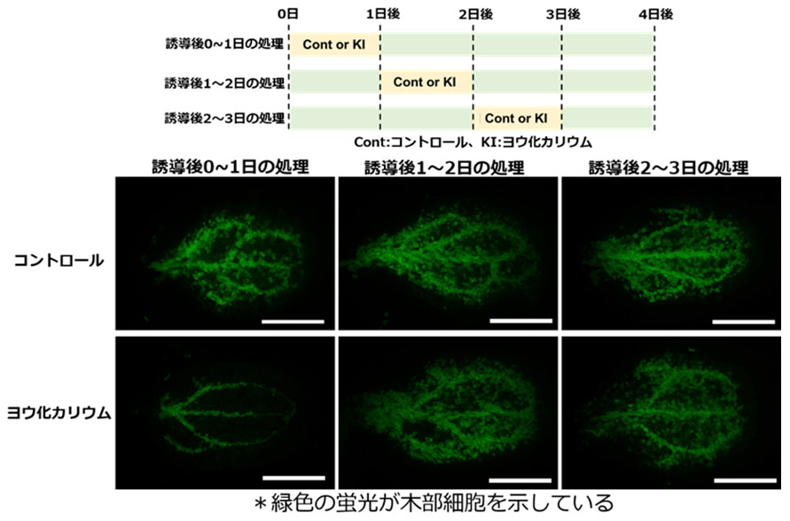 図2. 誘導0~1日後のKI添加でVISUALによる維管束形成が抑制