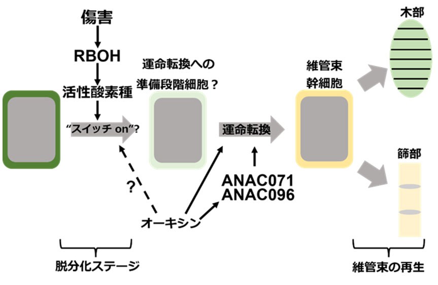図3. 活性酸素種は維管束再生の初期段階に必要である