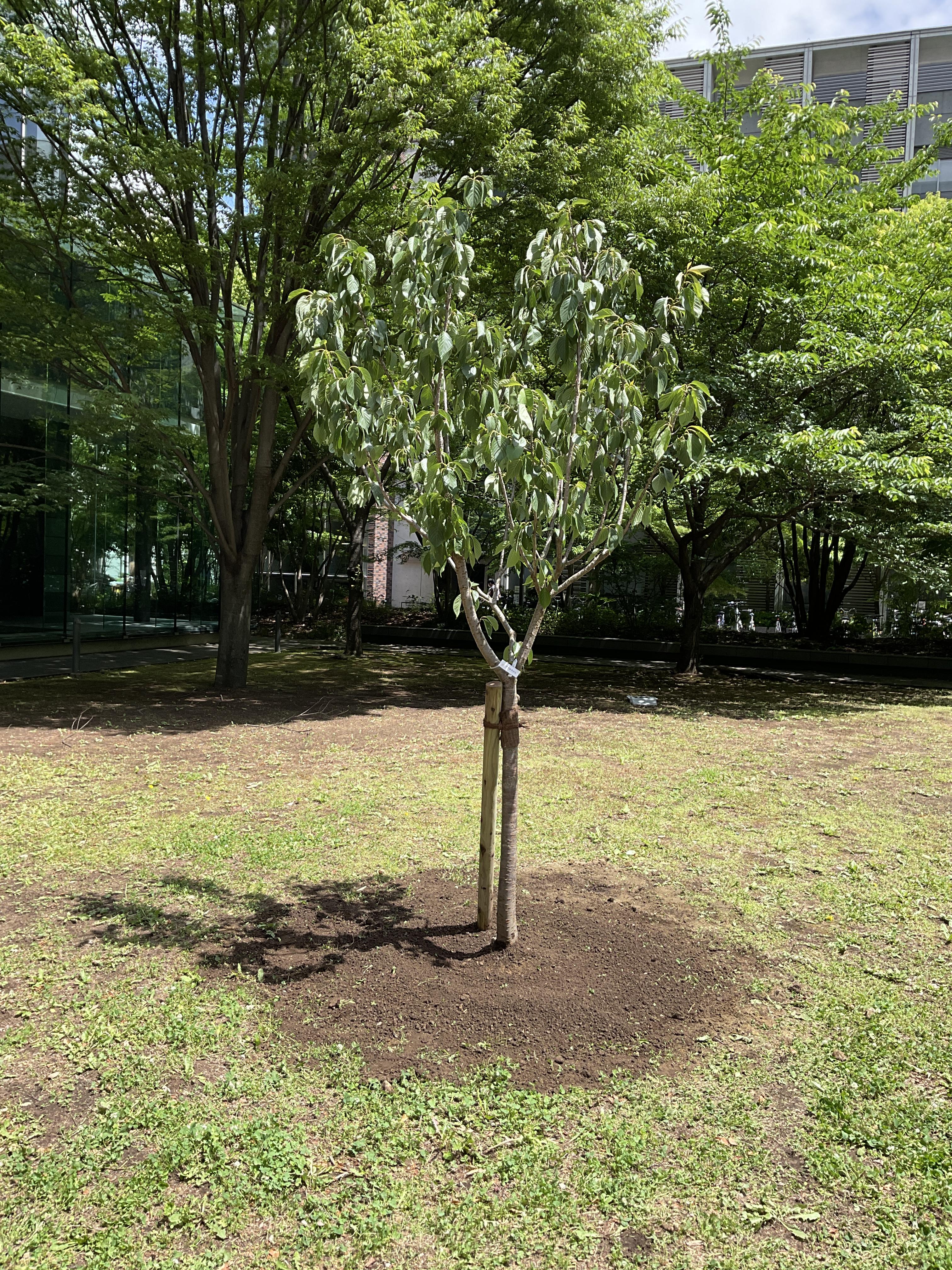 【開催報告】本学葛飾キャンパスにおいて「第37回全国「みどりの愛護」のつどい」が開催