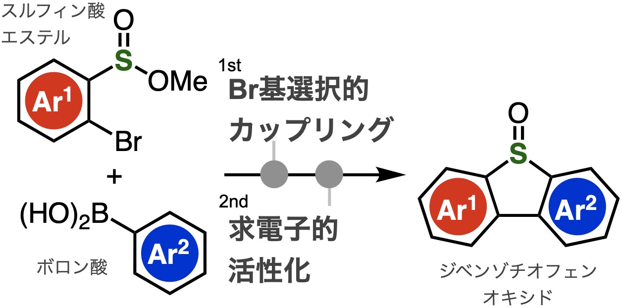 広範なジベンゾチオフェンオキシドを簡便合成する手法を開発～スルフィン酸エステルの反応性に着目した画期的な合成法～